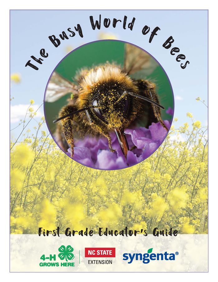 Image of the cover for busy bee curriculum