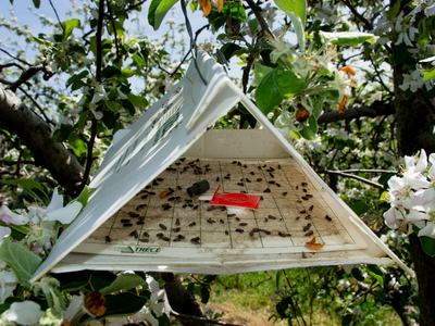 Oriental fruit moths in trap