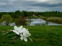 Apple blooms at edge of orchard