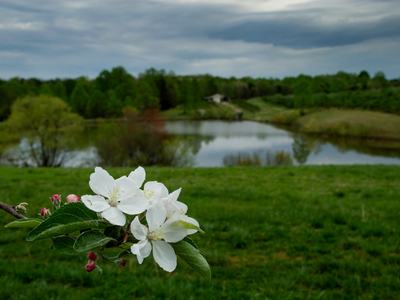 Apple blooms at edge of orchard