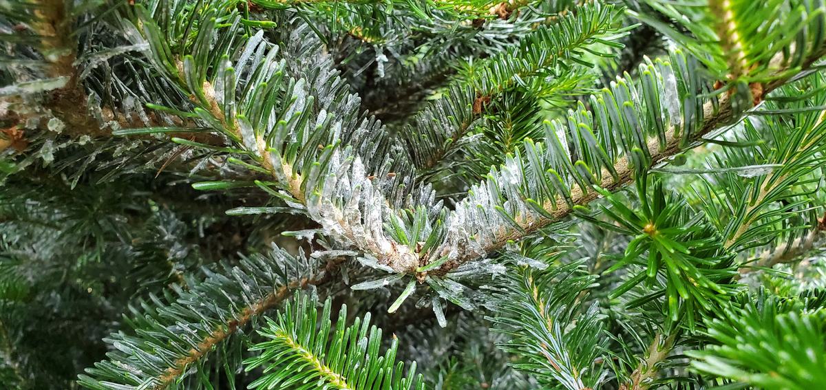 Elongate hemlock scale males produce white filaments that are clearly visible
