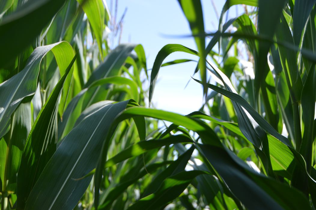 Corn