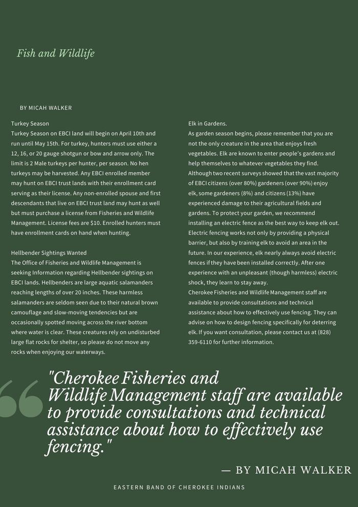 Fish and Wildlife Newsletter Articles April 2021 By: Micah Walker Turkey Season Turkey Season on EBCI land will begin on April 10th and run until May 15th. For turkey, hunters must use either a 12, 16, or 20 gauge shotgun or bow and arrow only. The limit is 2 Male turkeys per hunter, per season. No hen turkeys may be harvested. Any EBCI enrolled member may hunt on EBCI trust lands with their enrollment card serving as their license. Any non-enrolled spouse and first descendants that live on EBCI trust land may hunt as well but must purchase a license from Fisheries and Wildlife Management. License fees are $10. Enrolled hunters must have enrollment cards on hand when hunting. Hellbender Sightings Wanted The Office of Fisheries and Wildlife Management is seeking Information regarding Hellbender sightings on EBCI lands. Hellbenders are large aquatic salamanders reaching lengths of over 20 inches. These harmless salamanders are seldom seen due to their natural brown camouflage and slow-moving tendencies but are occasionally spotted moving across the river bottom where water is clear. These creatures rely on undisturbed large flat rocks for shelter, so please do not move any rocks when enjoying our waterways. Elk in Gardens As garden season begins, please remember that you are not the only creature in the area that enjoys fresh vegetables. Elk are known to enter people’s gardens and help themselves to whatever vegetables they find. Although two recent surveys showed that the vast majority of EBCI citizens (over 80%) gardeners (over 90%) enjoy elk, some gardeners (8%) and citizens (13%) have experienced damage to their agricultural fields and gardens. To protect your garden, we recommend installing an electric fence as the best way to keep elk out. Electric fencing works not only by providing a physical barrier, but also by training elk to avoid an area in the future. In our experience, elk nearly always avoid electric fences if they have been installed correctly. After one experience with an unpleasant (though harmless) electric shock, they learn to stay away.  Cherokee Fisheries and Wildlife Management staff are available to provide consultations and technical assistance about how to effectively use fencing. They can advise on how to design fencing specifically for deterring elk. If you want consultation, please contact us at (828) 359-6110 for further information.  