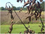 Blackened curled shoot (Shepherd’s crook) symptomatic of fire blight disease