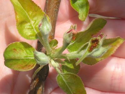 Hand holding a twig with fuzzy flower buds and young green leaves.