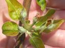 Hand holding a twig with fuzzy flower buds and young green leaves.