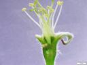 Gala apple blossom with no visible injury to the pistil. This would be categorized as a viable blossom. Photo by Tom Kon, NC State.