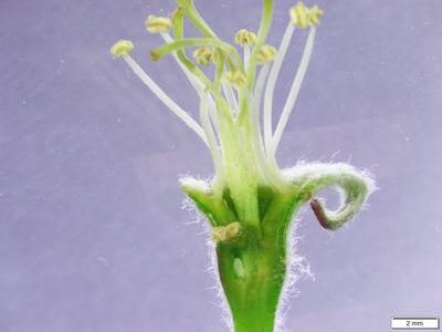 Gala apple blossom with no visible injury to the pistil. This would be categorized as a viable blossom. Photo by Tom Kon, NC State.