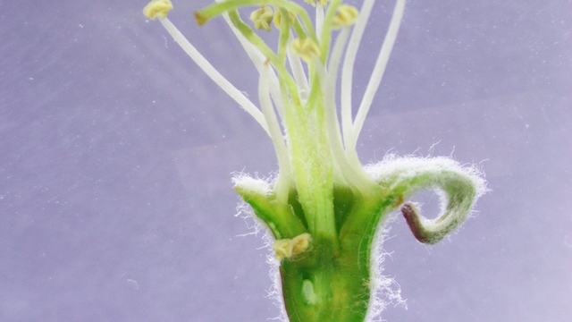 Gala apple blossom with no visible injury to the pistil. This would be categorized as a viable blossom. Photo by Tom Kon, NC State.