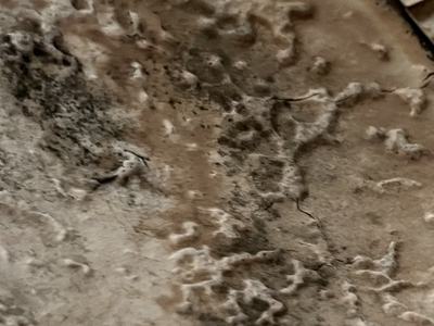 mold picture