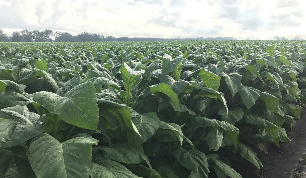 the major commercial species of tobacco is nicotiana tobacum Nicotiana tabacum (cultivated tobacco): Go Botany