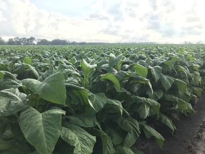 Field of broad green tobacco plants stretching to the horizon under a cloudy sky