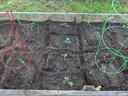 raised bed with young vegetable transplants
