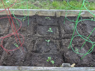 raised bed with young vegetable transplants