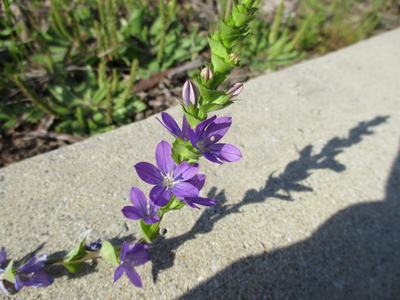The single stem of a Venus' looking glass plant