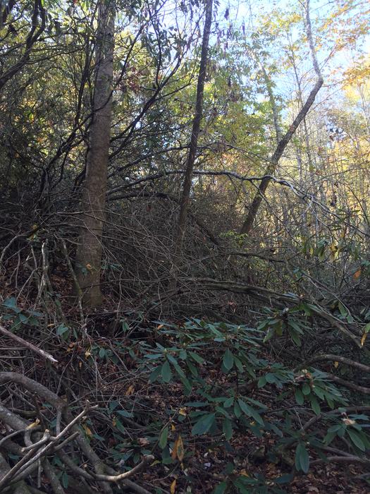 dying rhododendrons in forest