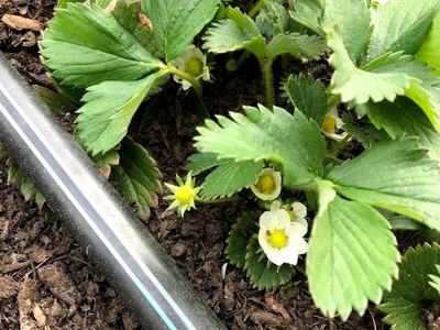 Strawberry plant with white blossoms and green leaves beside black irrigation tubing