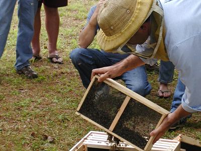 Beekeeper with veil placing a frame of bees into a wooden hive while others watch