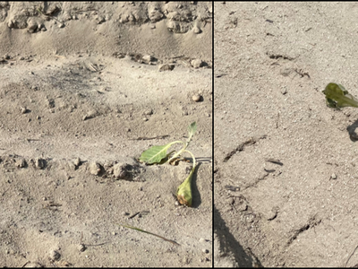 Two wilted seedlings growing in dry, raked sandy soil