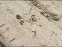 Two wilted seedlings growing in dry, raked sandy soil