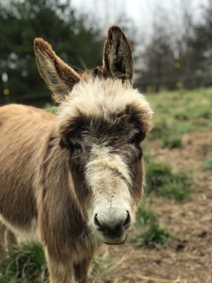 mini donkey