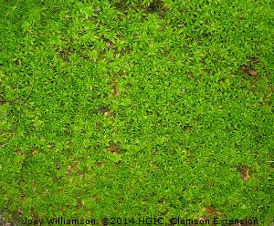 Moss in Lawn, Clemson Extension @2014