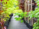 Aisle of potted maple saplings with green leaves in a plant nursery