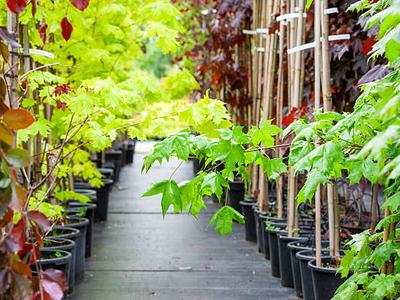 Aisle of potted maple saplings with green leaves in a plant nursery