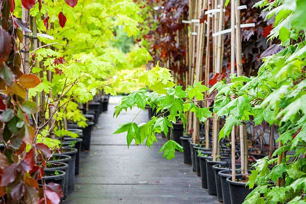 Rows of young maple trees in plastic pots