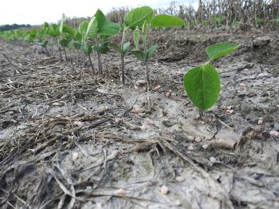 Young soybean seedlings sprouting in a tilled row with small fertilizer granules on soil