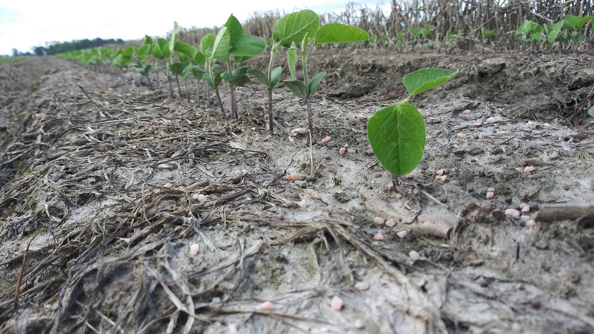 Soybean field with broadcast potassium fertilizer