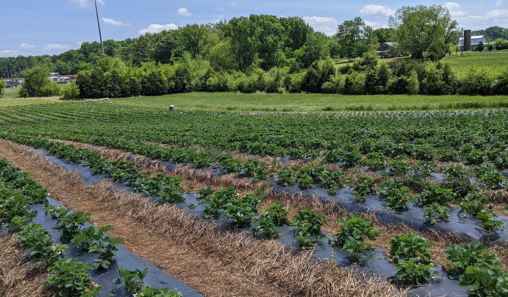 Perry-winkle Farm photo 19