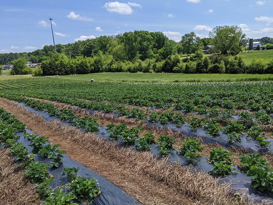 Strawberry rows on a farm field with a worker bent over plants in the distance