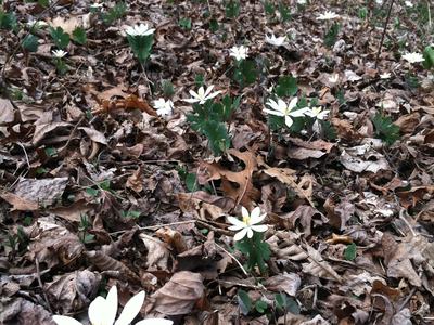 bloodroot flowers blooming