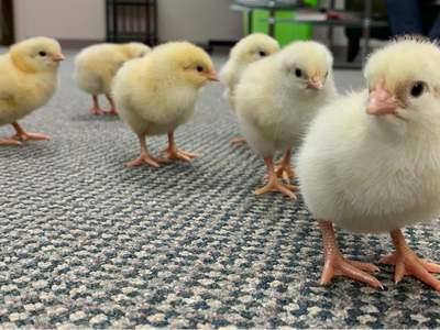 chicks