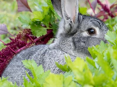 Rabbit in garden