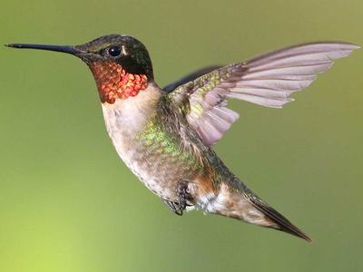 Ruby-throated Hummingbird