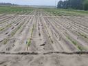 Rows of young crop seedlings in sandy field with wooden marker stakes and distant trees