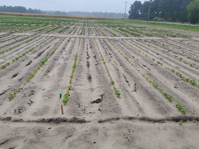 Rows of young crop seedlings in sandy field with wooden marker stakes and distant trees