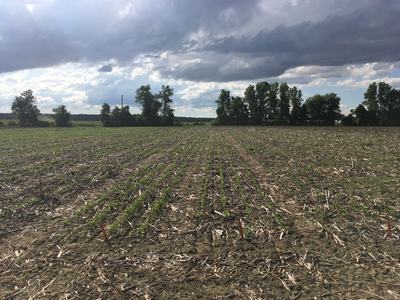 Plowed field with emerging crop rows heading toward distant tree line under cloudy sky