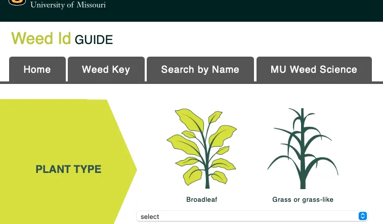 Weed ID Guide - Forages | NC State Extension