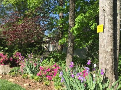 Spring Backyard Landscape