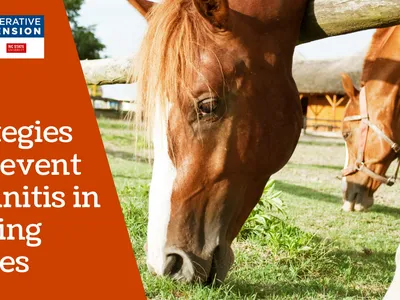 Strategies to Prevent Laminitis in Grazing Horses