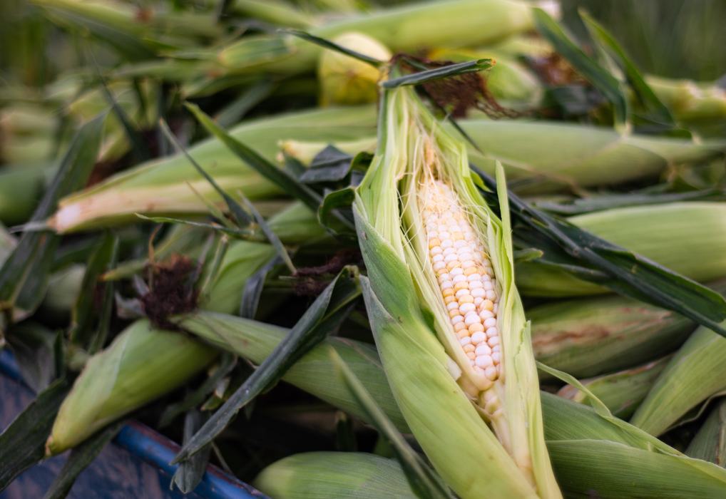 Corn