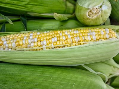 Corn
