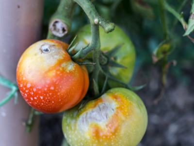 Diseased tomatoes on the vine