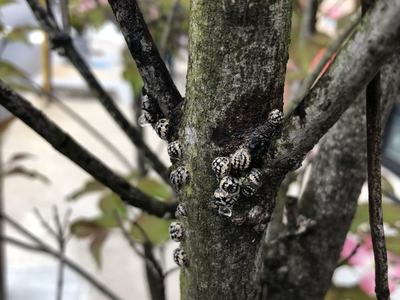 Calico scales on dogwood. 