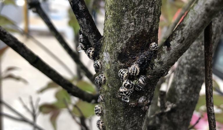 Calico Scales About to Hatch! - Entomology | NC State Extension