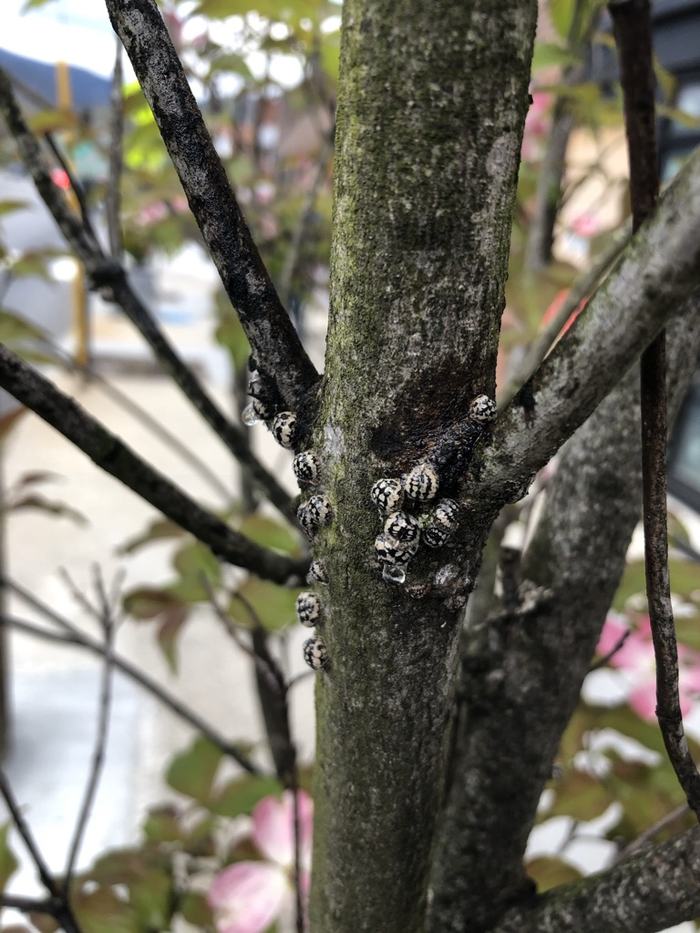 Calico scales on dogwood. 
