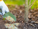 Applying fertilizer to tree base